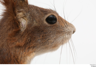 Squirrel  2 eye head nose 0001.jpg